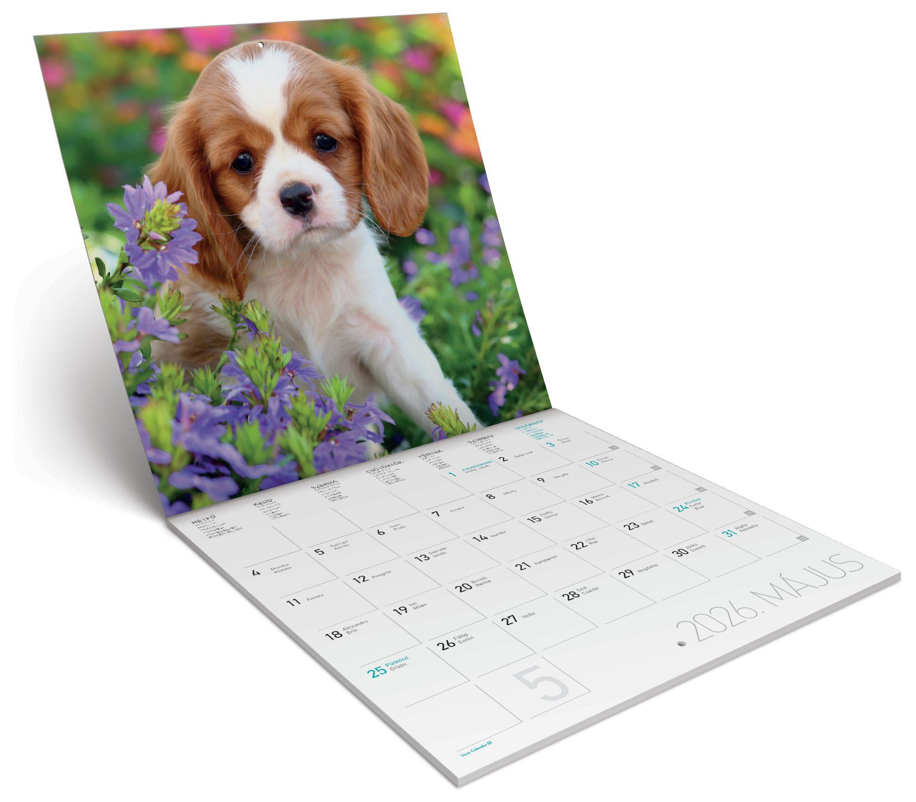 FALINAPTÁR LEMEZ NAGY 2026 KUTYÁK