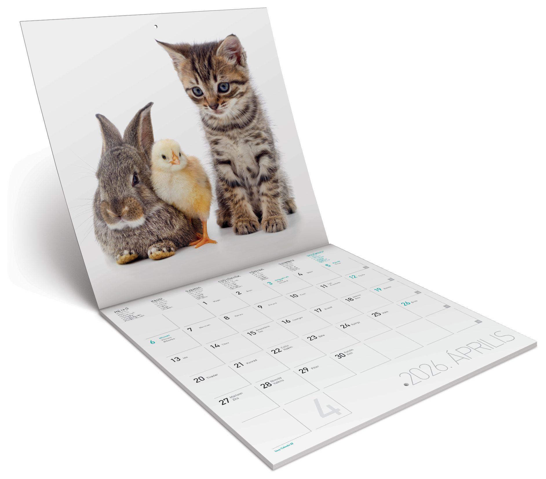 FALINAPTÁR LEMEZ NAGY 2026 LITTLE FRIENDS