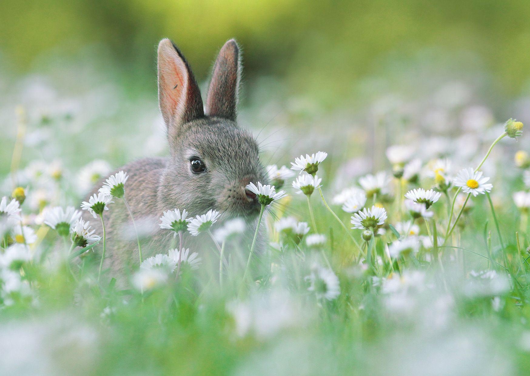 VIRÁGOS NYUSZI - KÉPESLAP