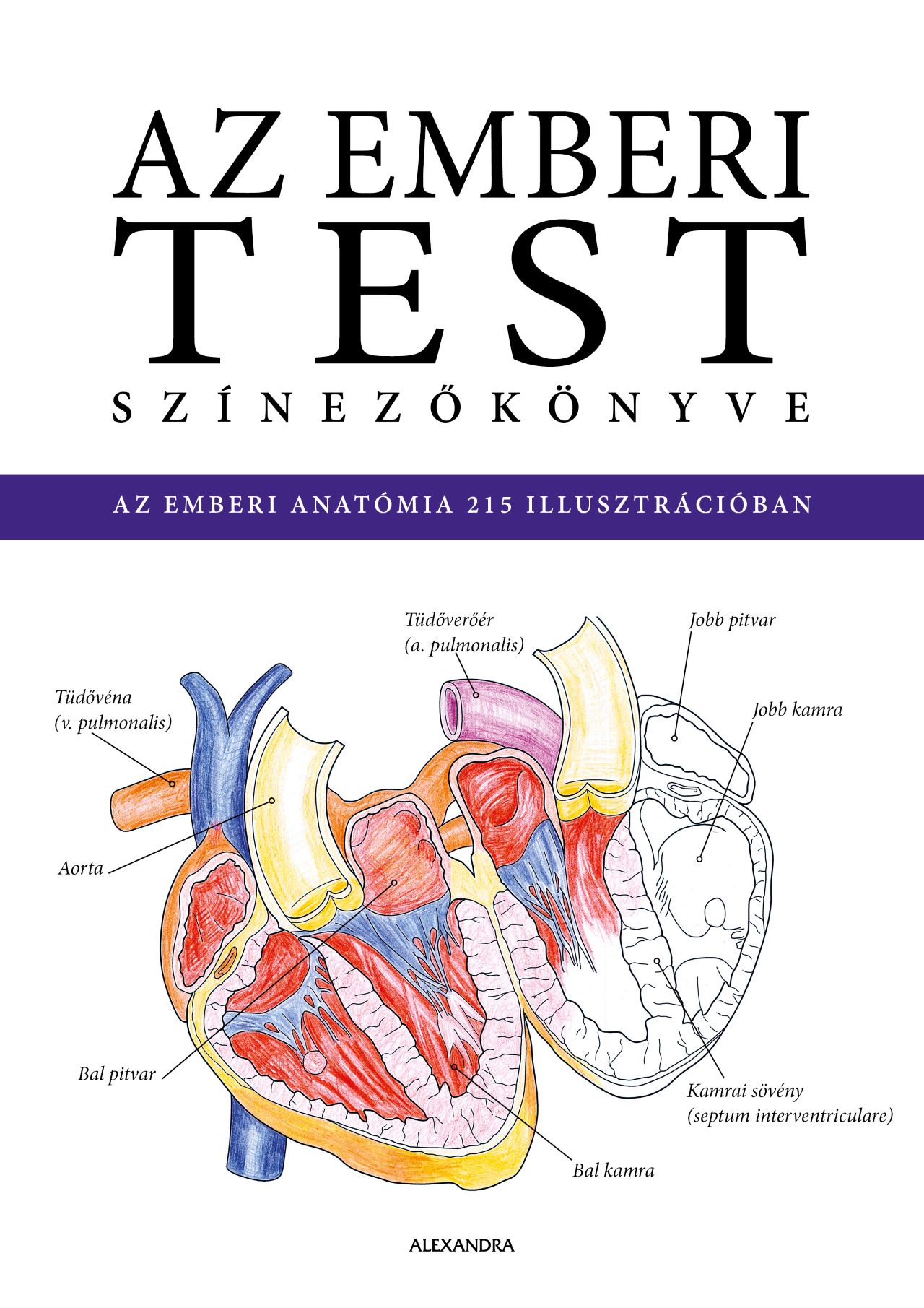 AZ EMBERI TEST SZÍNEZŐKÖNYVE - AZ EMBERI ANATÓMIA 215 ILLUSZTRÁCIÓBAN